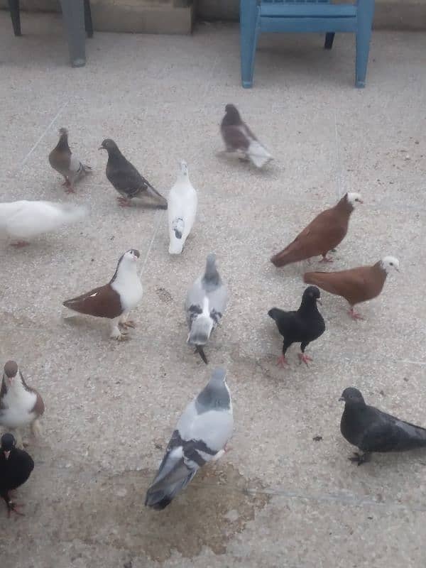 fancy pigeon on confirmed breeding pairs 6