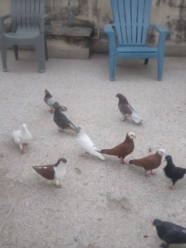 fancy pigeon on confirmed breeding pairs 7