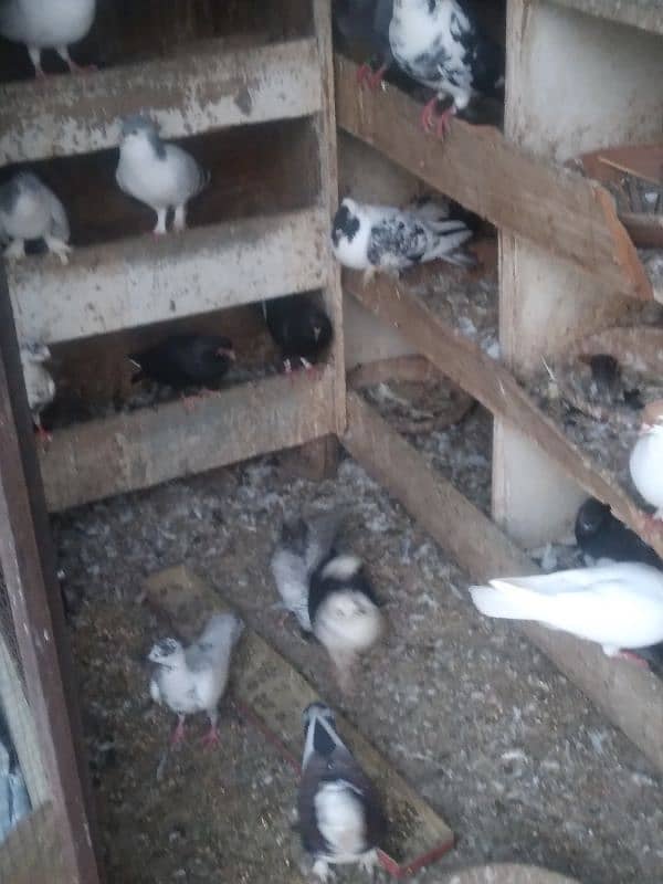 fancy pigeon on confirmed breeding pairs 8