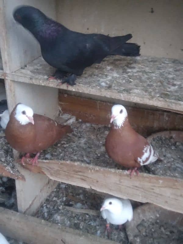 fancy pigeon on confirmed breeding pairs 9