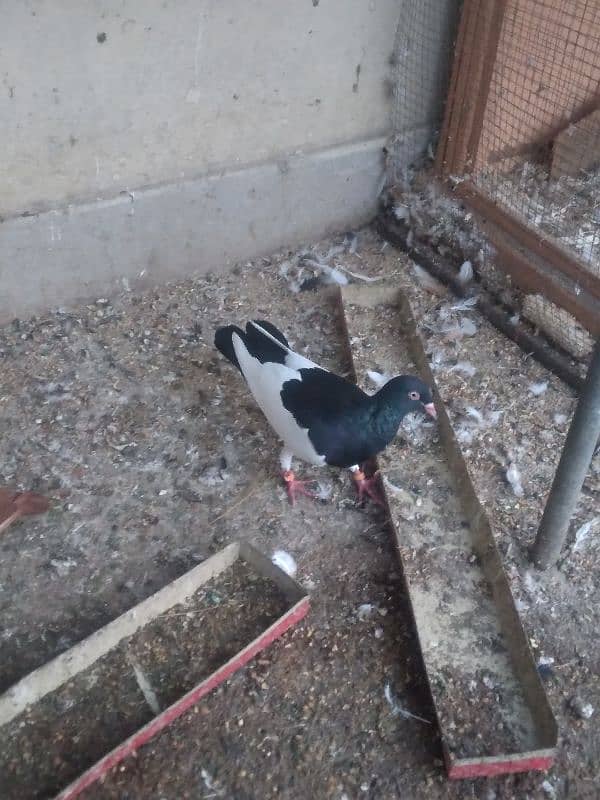 fancy pigeon on confirmed breeding pairs 10