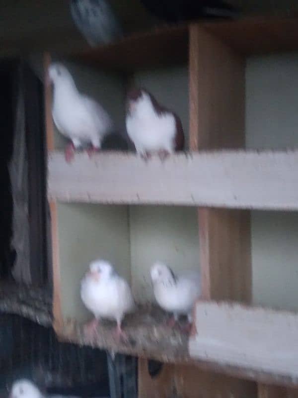 fancy pigeon on confirmed breeding pairs 11