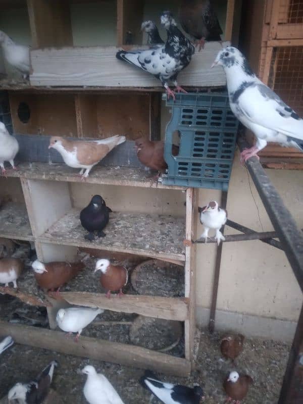 fancy pigeon on confirmed breeding pairs 12