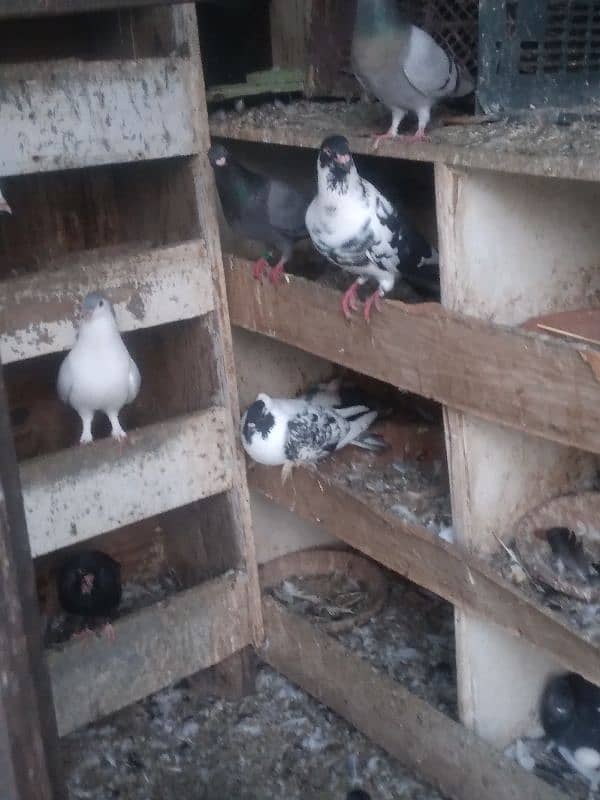 fancy pigeon on confirmed breeding pairs 13