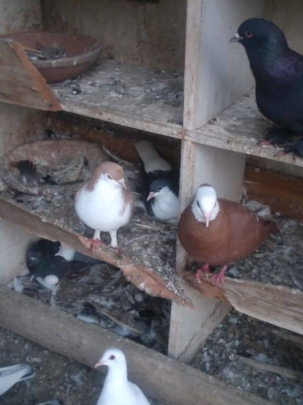 fancy pigeon on confirmed breeding pairs 14