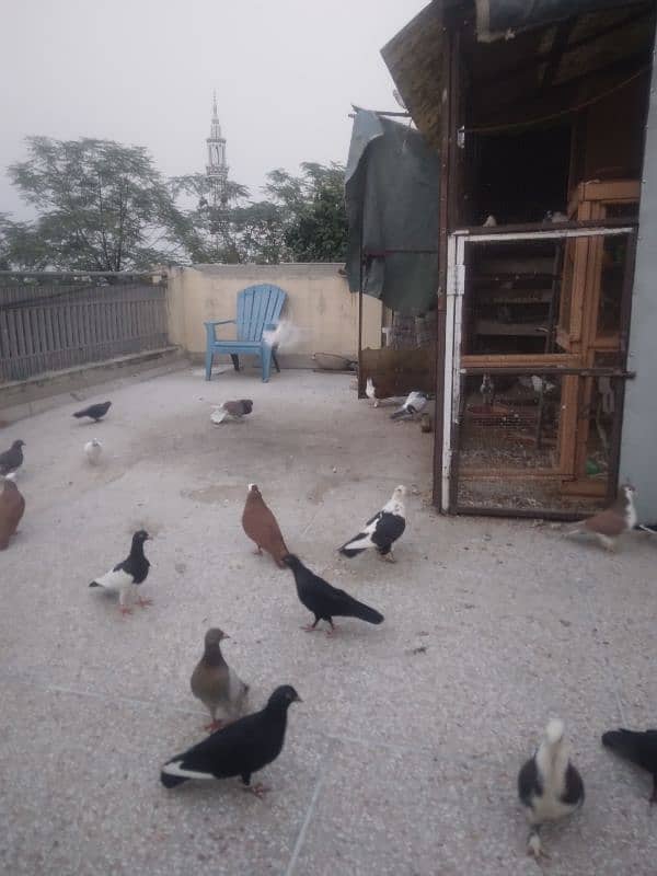 fancy pigeon on confirmed breeding pairs 15