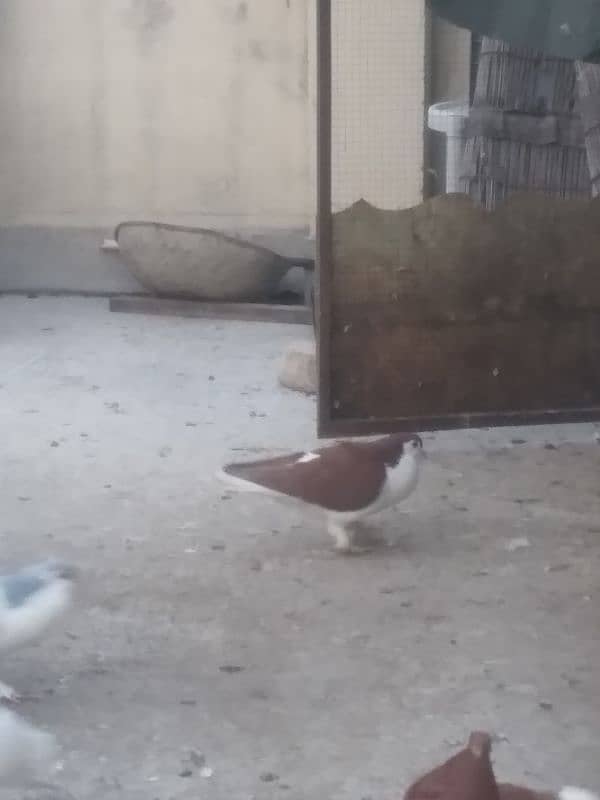 fancy pigeon on confirmed breeding pairs 16