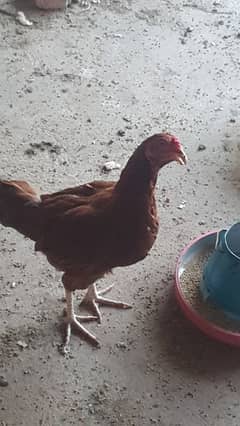 2 misri murghian egg laying