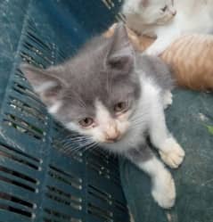 Persian kitten color grey ND white