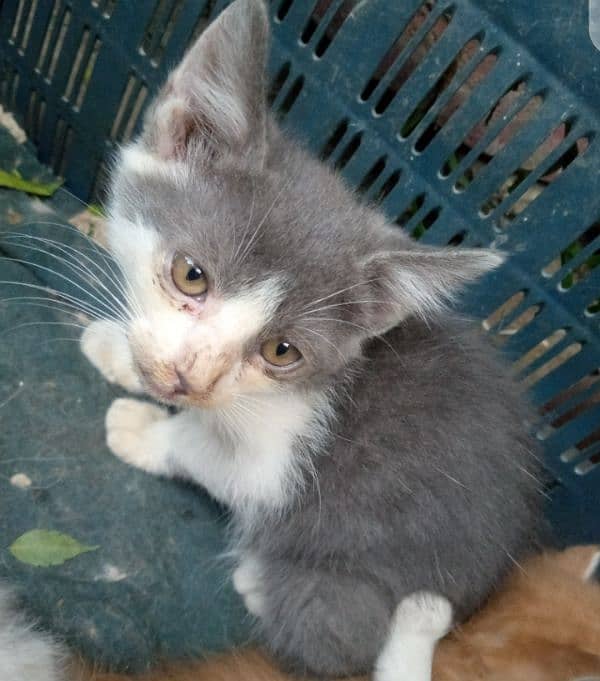 Persian kitten color grey ND white 1