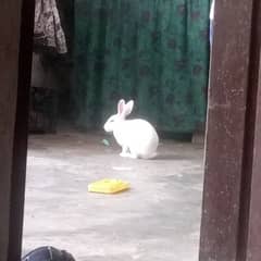 exchange for female rabbit