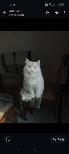 Persian cat