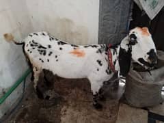 White Goat with Cute Baby girl