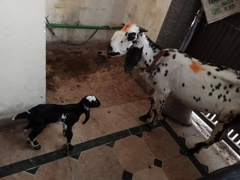 White Goat with Cute Baby girl 2