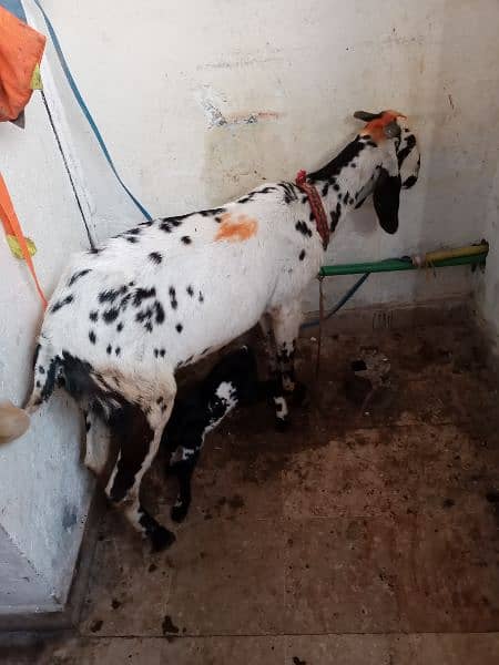 White Goat with Cute Baby girl 3