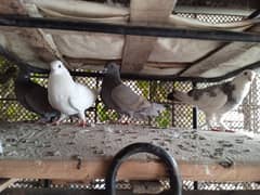 (All are breader) 3 Pigeons.