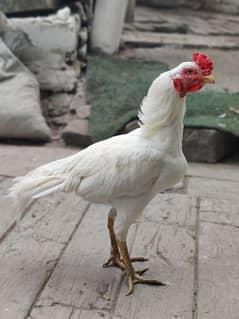 aseel Heera breed male 12 month