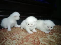 3 persian kittens