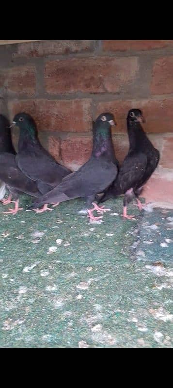 high quality pairs chicks for sale 2