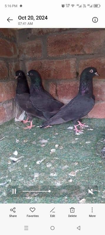 high quality pairs chicks for sale 3