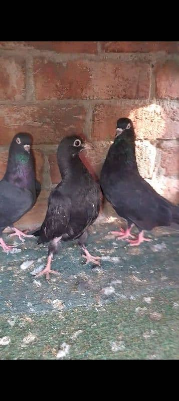 high quality pairs chicks for sale 4