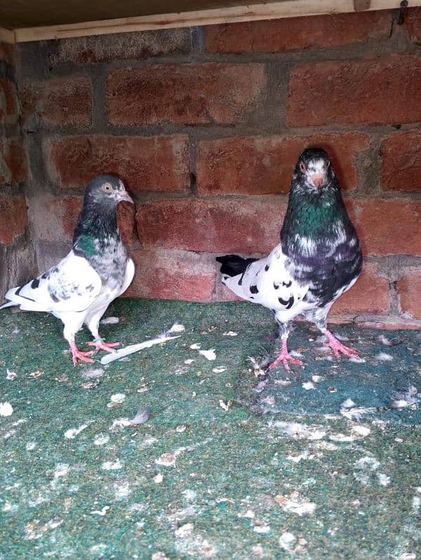 high quality pairs chicks for sale 7