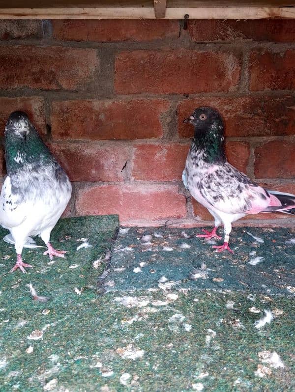 high quality pairs chicks for sale 10