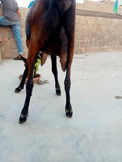 barbari bakri 4 dant dudh Dene Wali nasli bakri