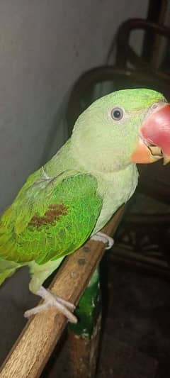 raw parrot female