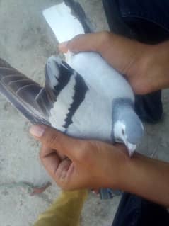 sherazi pigeon