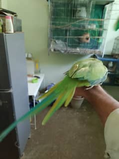 Female green parrot best sounds. .