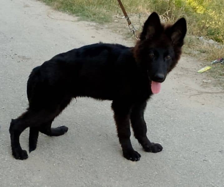 black shaferd male long coat puppie cal num 03095299171 2