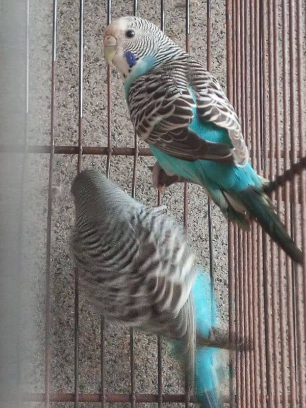 2 budgies pair for sale 2