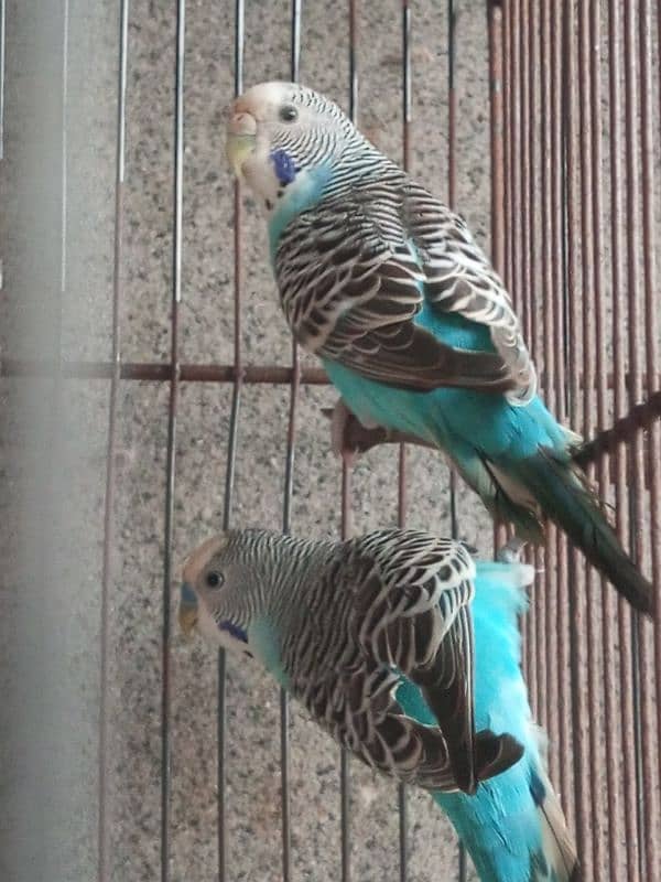 2 budgies pair for sale 3