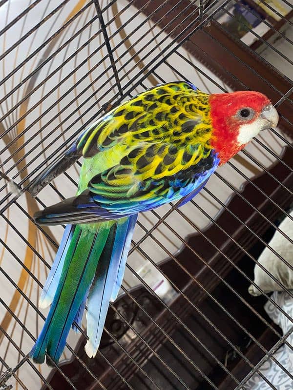 Rosella Parrot 0