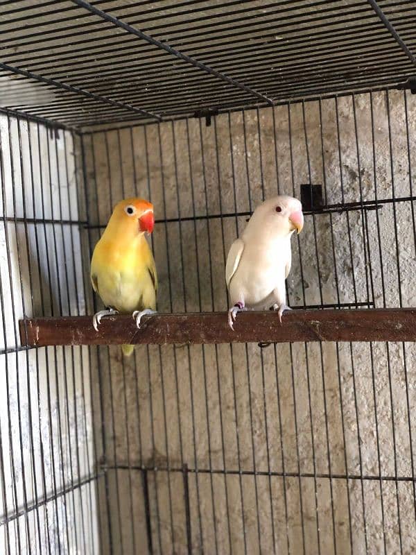 love birds 2