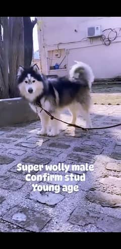 proper wool coat amazing quality male only  for stud. . . . confirm stud