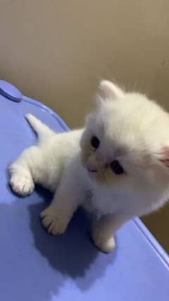 fluffy kitten 0