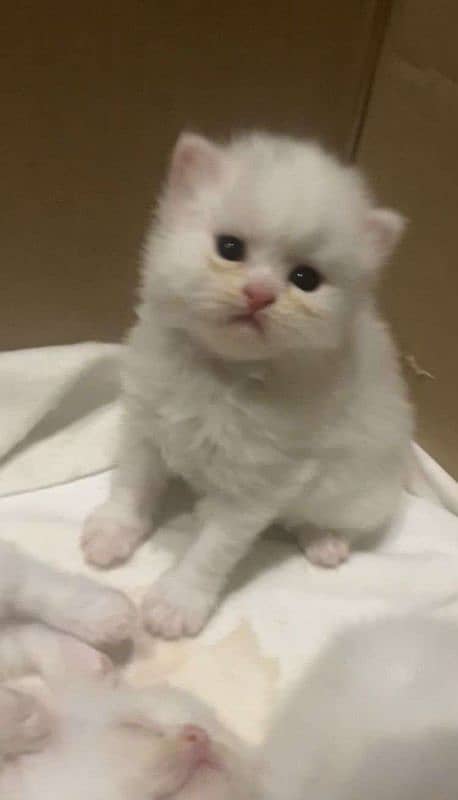 fluffy kitten 2