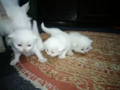 persian kittens triple coated