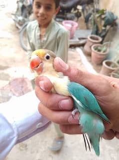 one albino male and two lotino female parrot