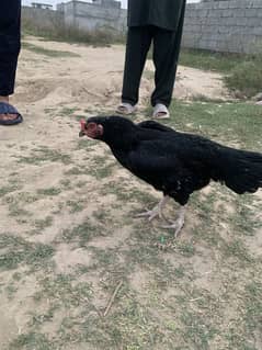 2 years aseel lasani female for sale