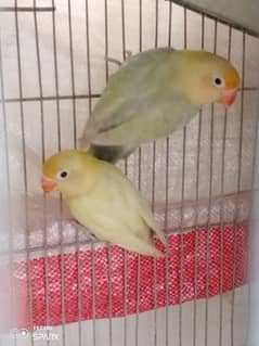 lotino/lotino personata/parblue opline female Decino male/love birds/