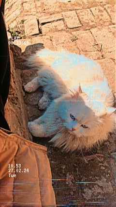 persain stud male cat