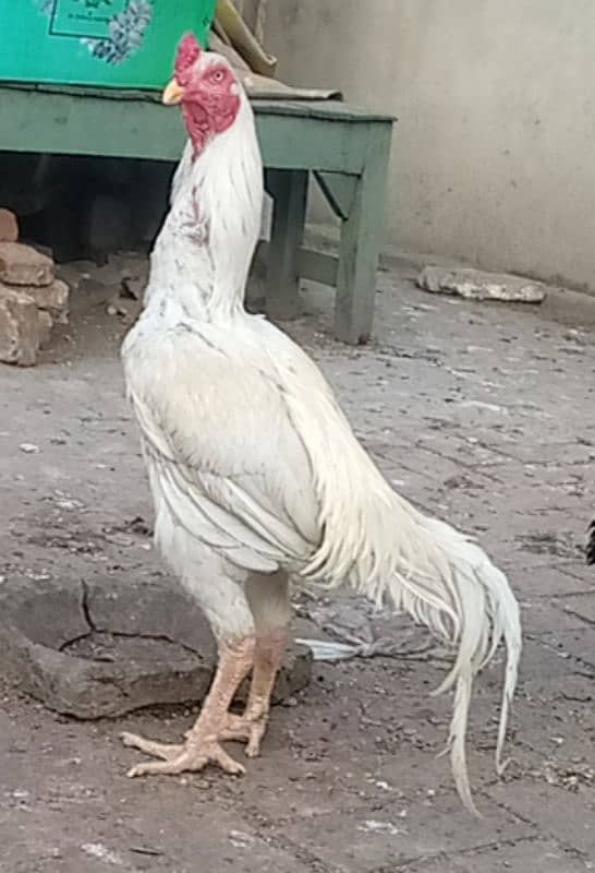 Hera white or Sindhi Lakha ka chick for sale 1