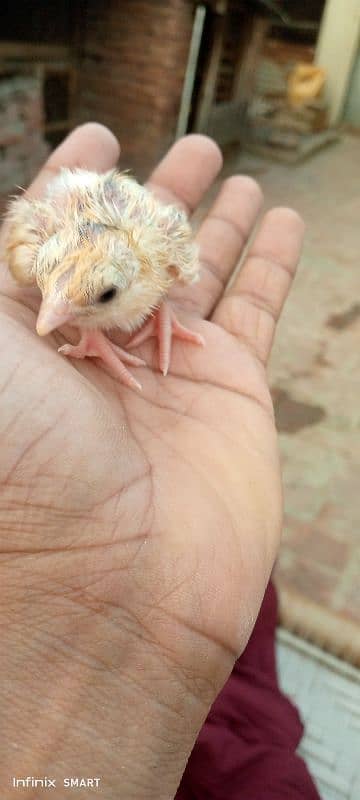 Hera white or Sindhi Lakha ka chick for sale 2