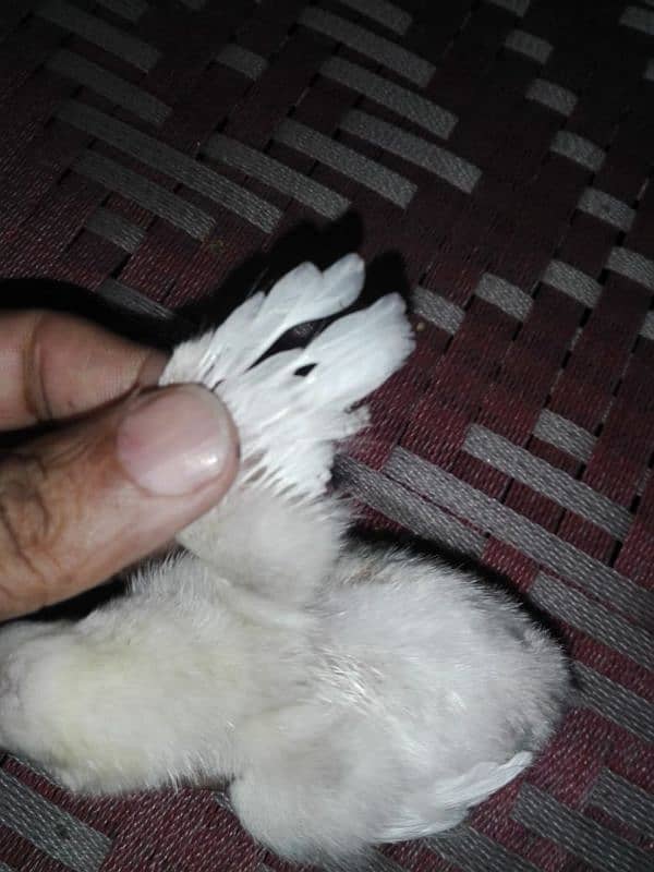 Hera white or Sindhi Lakha ka chick for sale 3