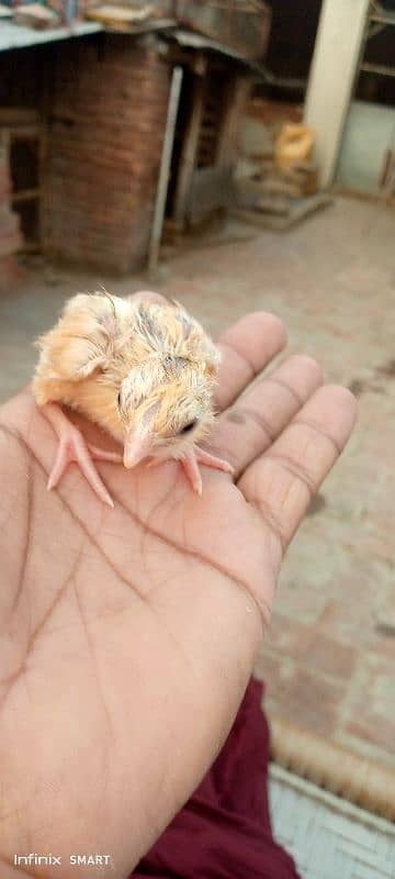 Hera white or Sindhi Lakha ka chick for sale 4