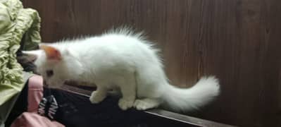 Persian triple coated Himalayan Male Persian female kitten pair