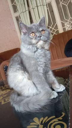 Persian cat grey colour